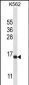 H2AFX Antibody (C-term)