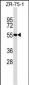 SPN Antibody (N-term)