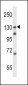 TLR9 Antibody (C-term)