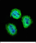 STAT4 Antibody (C-term)