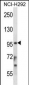 STAT4 Antibody (C-term)