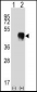 FCGR2A Antibody (C-term)