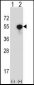 NCK1 Antibody (N-term)