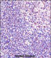 ANP32A Antibody (Center)