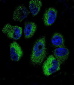 IL13 Antibody (C-term)