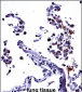 IL13 Antibody (C-term)