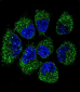 TNFRSF11B Antibody (Center)