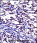 TNFRSF11B Antibody (Center)