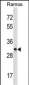 CD27 Antibody (C-term)