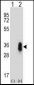 CD27 Antibody (C-term)