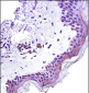 STAT2 Antibody (N-term)