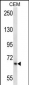 SILV Antibody (Center)