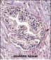 PPP4C Antibody (Center)