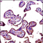 RIPK2 Antibody (N-term)