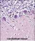 CRMP1 Antibody (N-term)