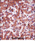 AMBP Antibody (N-term)