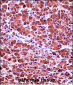 CELA3B Antibody (N-term)