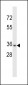 CELA3B Antibody (N-term)