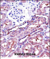 NAPSA Antibody (C-term)