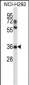 NAPSA Antibody (C-term)