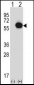 RANGAP1 Antibody (N-term)