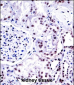 NONO Antibody (N-term)