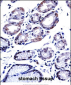 G3BP1 Antibody (C-term)