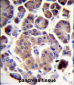 TRIM36 Antibody (Center)