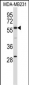 EHD1 Antibody (C-term)