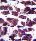 LRIG2 Antibody (C-term)