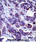 CASP6 Antibody (N-term)