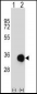 CASP6 Antibody (N-term)