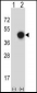 XPA Antibody (C-term)