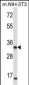 XPA Antibody (C-term)