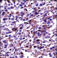 POU2F2 Antibody (N-term)