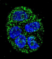 AGR2 Antibody (N-term)