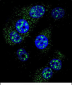 MGMT Antibody (N-term)