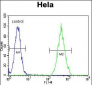 RARA Antibody (C-term)