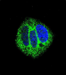 RARA Antibody (C-term)