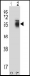 ACVR1 Antibody (Center)