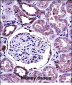 BMP7 Antibody (C-term)