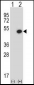 BMP7 Antibody (C-term)