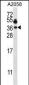 VAMP7 Antibody (Center)