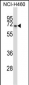 NPFFR2 Antibody (N-term)