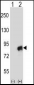 CUL4A Antibody (N-term)