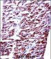 RM33 Antibody (C-term)