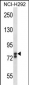 SOX30 Antibody (Center)