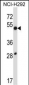 DUSP9 Antibody (C-term)