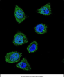 TOP1 Antibody (N-term)