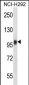 NFATC1 Antibody (C-term)